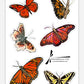 Original Art Stickers - butterflies & jelly fish